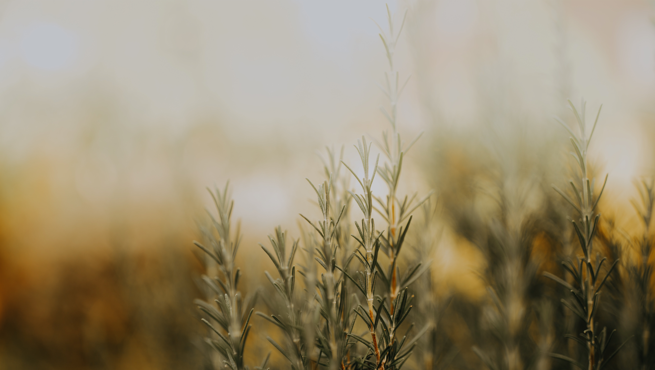 Herbs You Should Eat: Rosemary