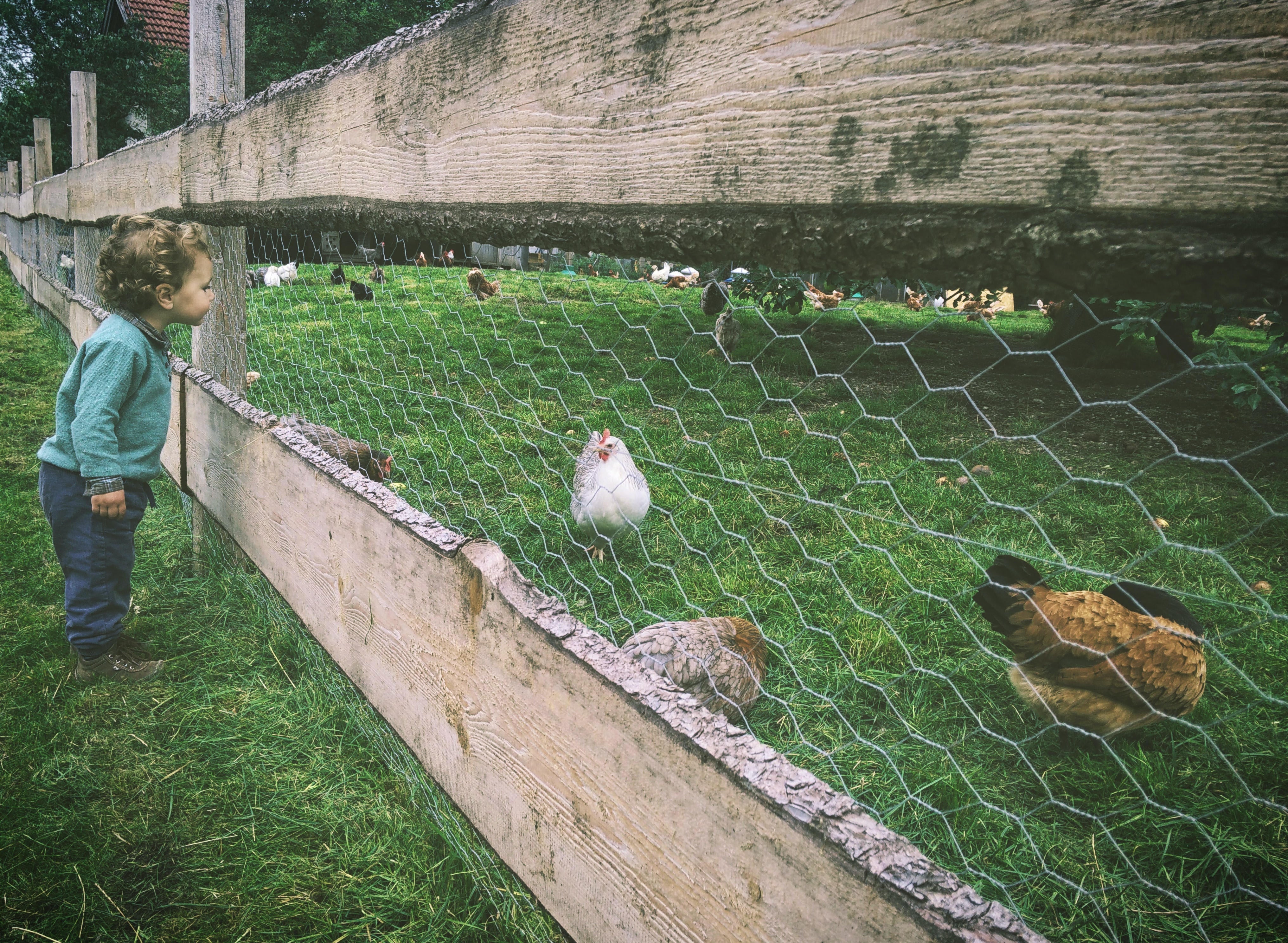 Keeping Your Backyard Flock Healthy the Natural Way
