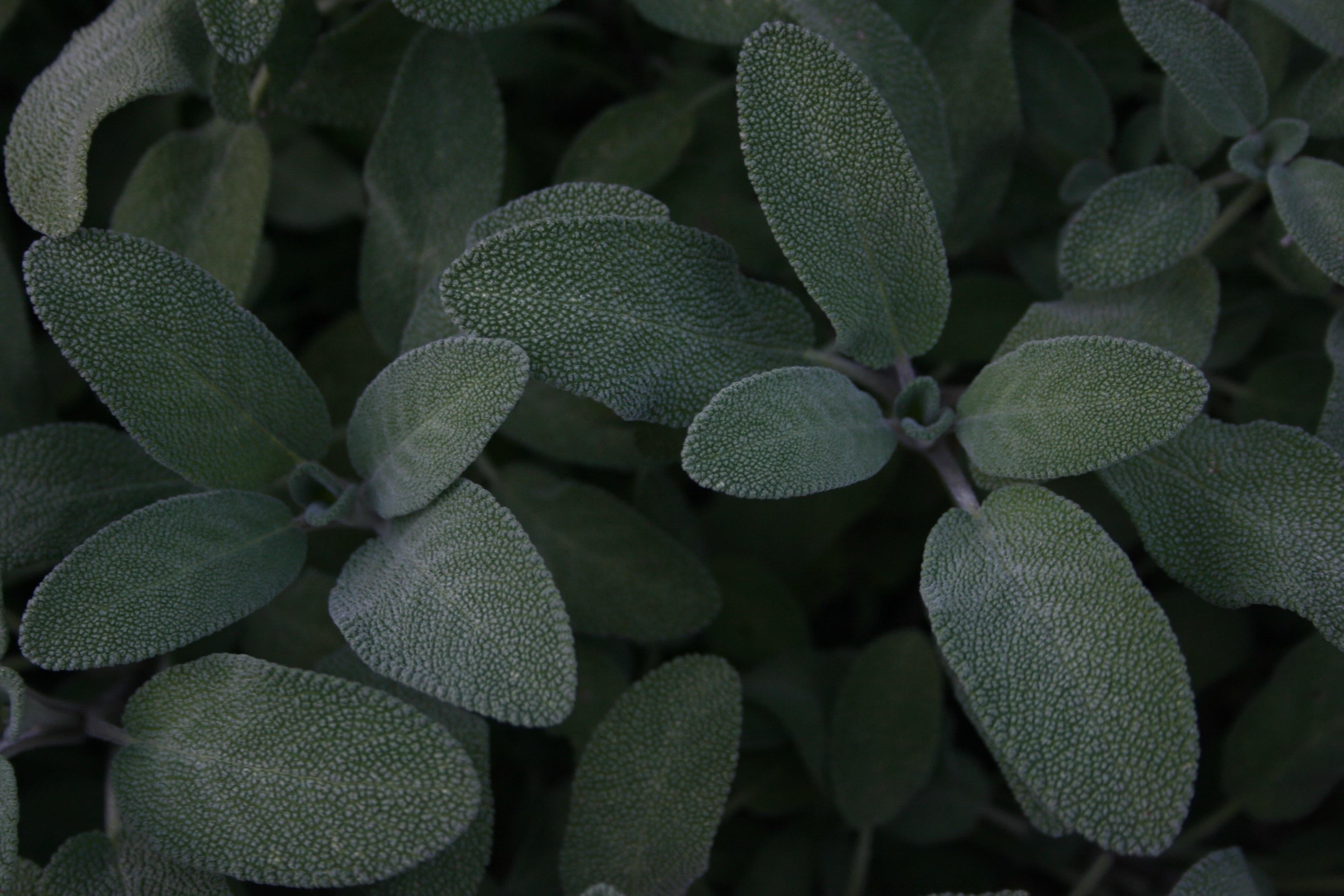 Plants with Purpose: Sage